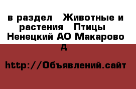  в раздел : Животные и растения » Птицы . Ненецкий АО,Макарово д.